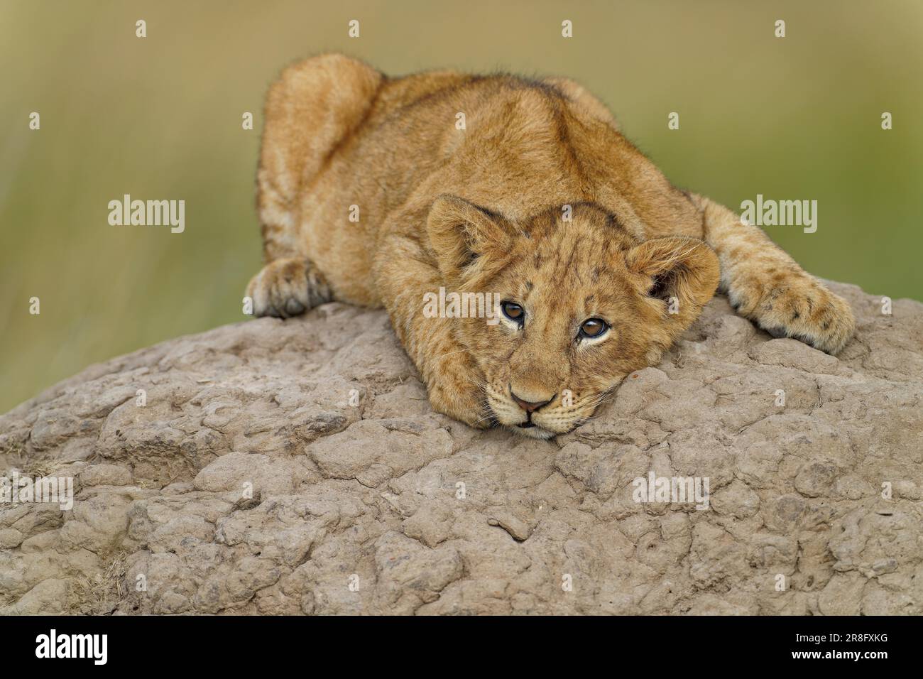 Jeune lion (Panthera leo) sur un termite, réserve de gibier de Maasai Mara, Kenya Banque D'Images