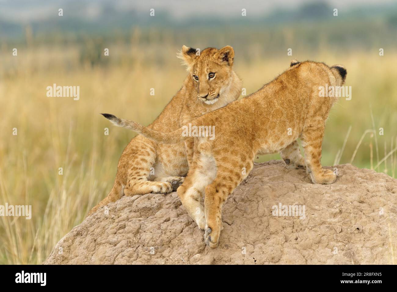 Deux petits (Panthera leo) jouant sur un termite, Maasai Mara Game Reserve, Kenya Banque D'Images