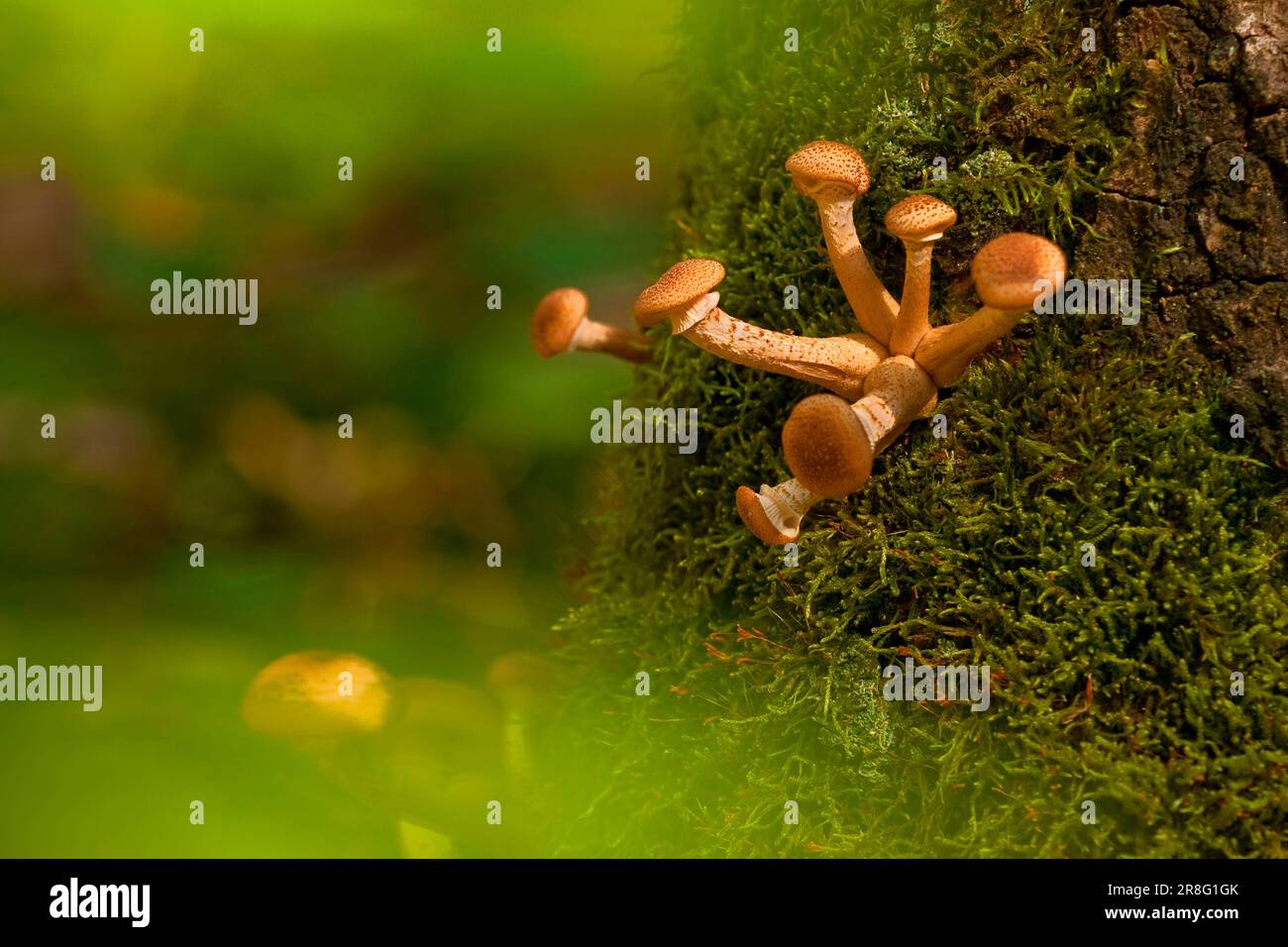 Armillaria solidipes (Armillaria solidips) Rhénanie-Palatinat, Allemagne Banque D'Images