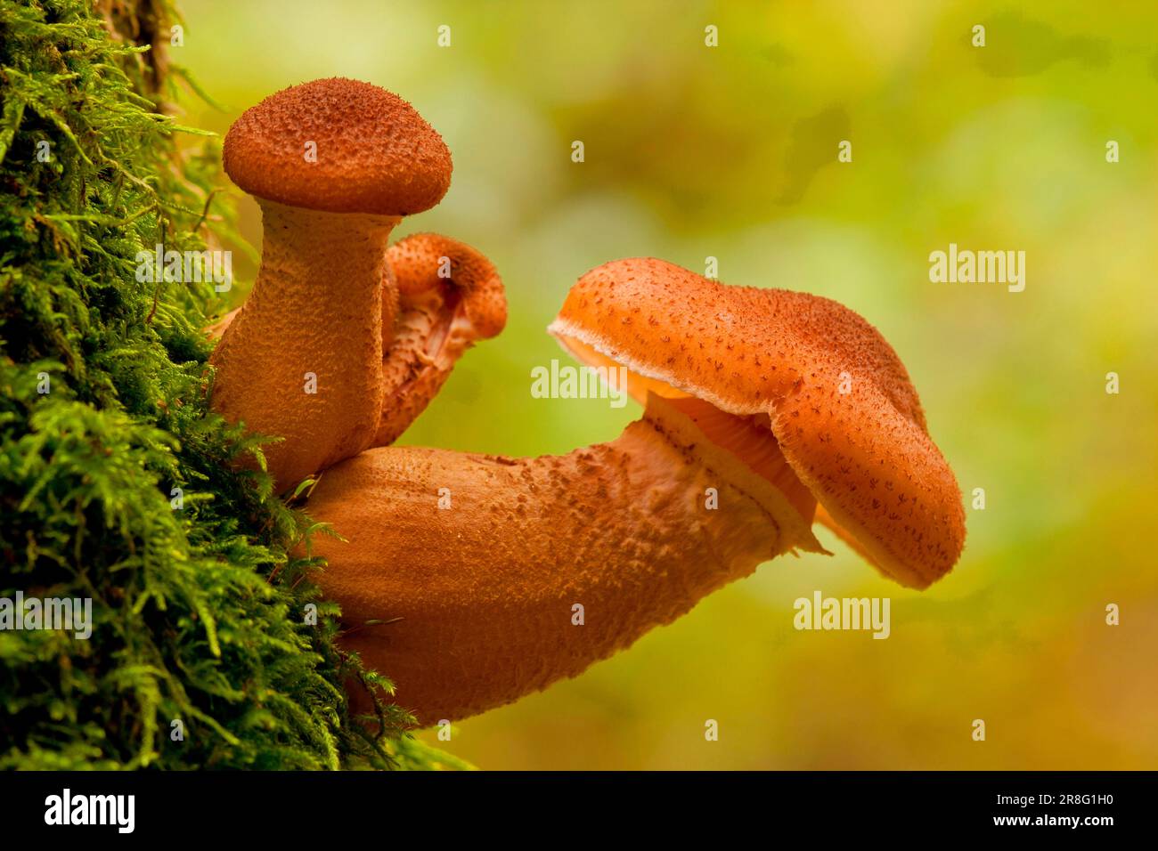 Armillaria solidipes (Armillaria solidips) Rhénanie-Palatinat, Allemagne Banque D'Images