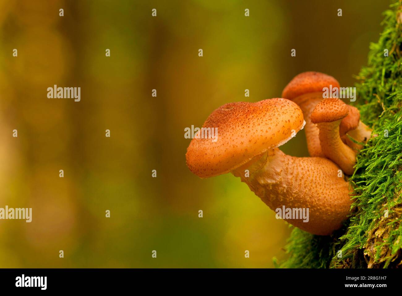 Armillaria solidipes (Armillaria solidips) Rhénanie-Palatinat, Allemagne Banque D'Images