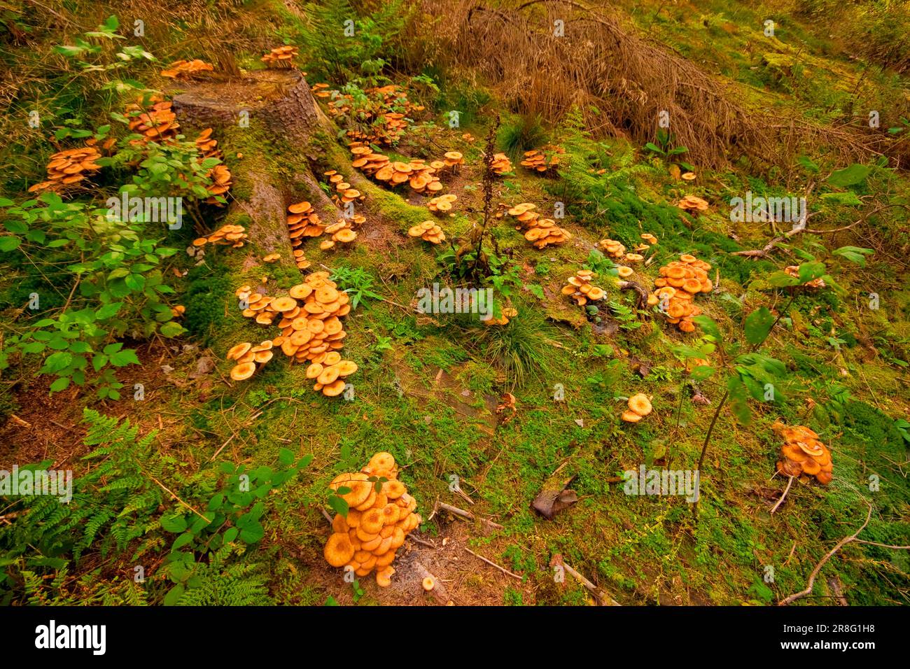 Armillaria solidipes (Armillaria solidips) Rhénanie-Palatinat, Allemagne Banque D'Images
