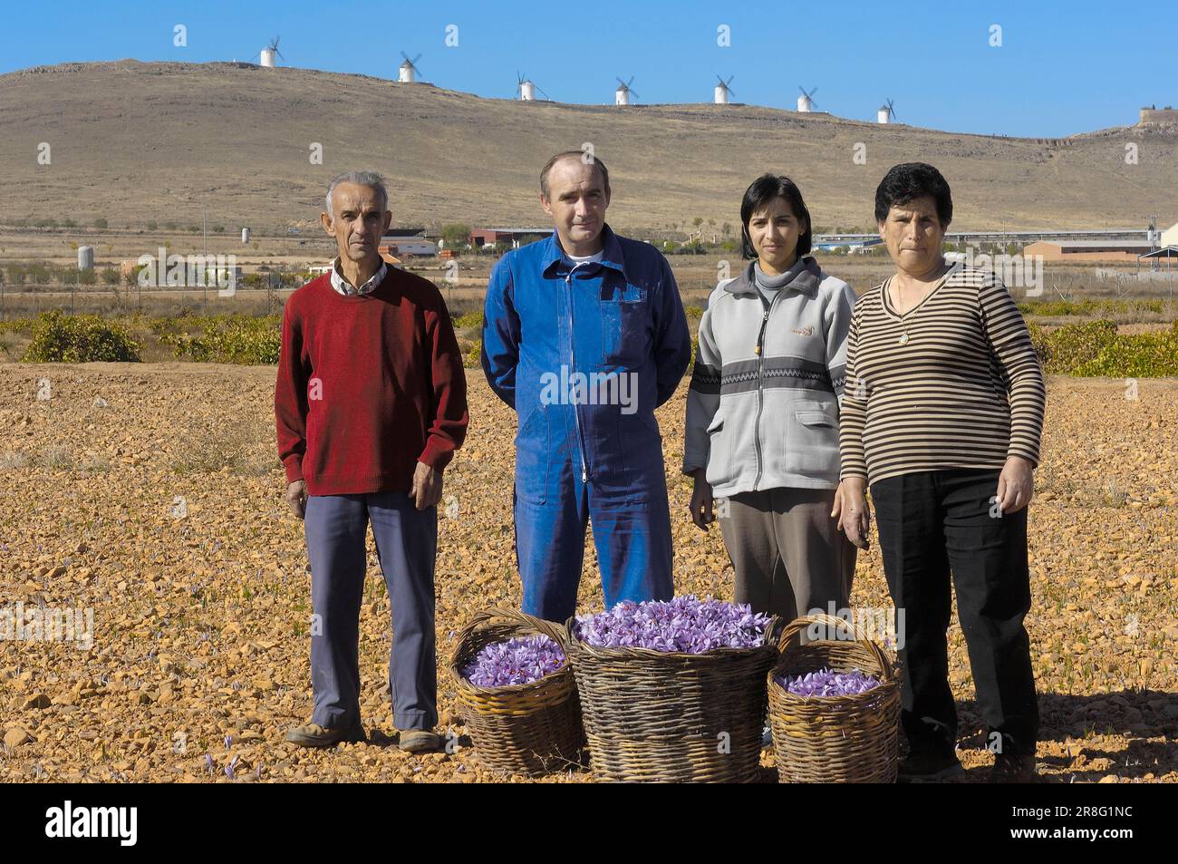 Teodoro Quijorna et la famille, l'un des derniers producteurs de safran, véritable safran, en paniers, Consuegra, Castilla-la Mancha, Crocus de safran (crocus Banque D'Images