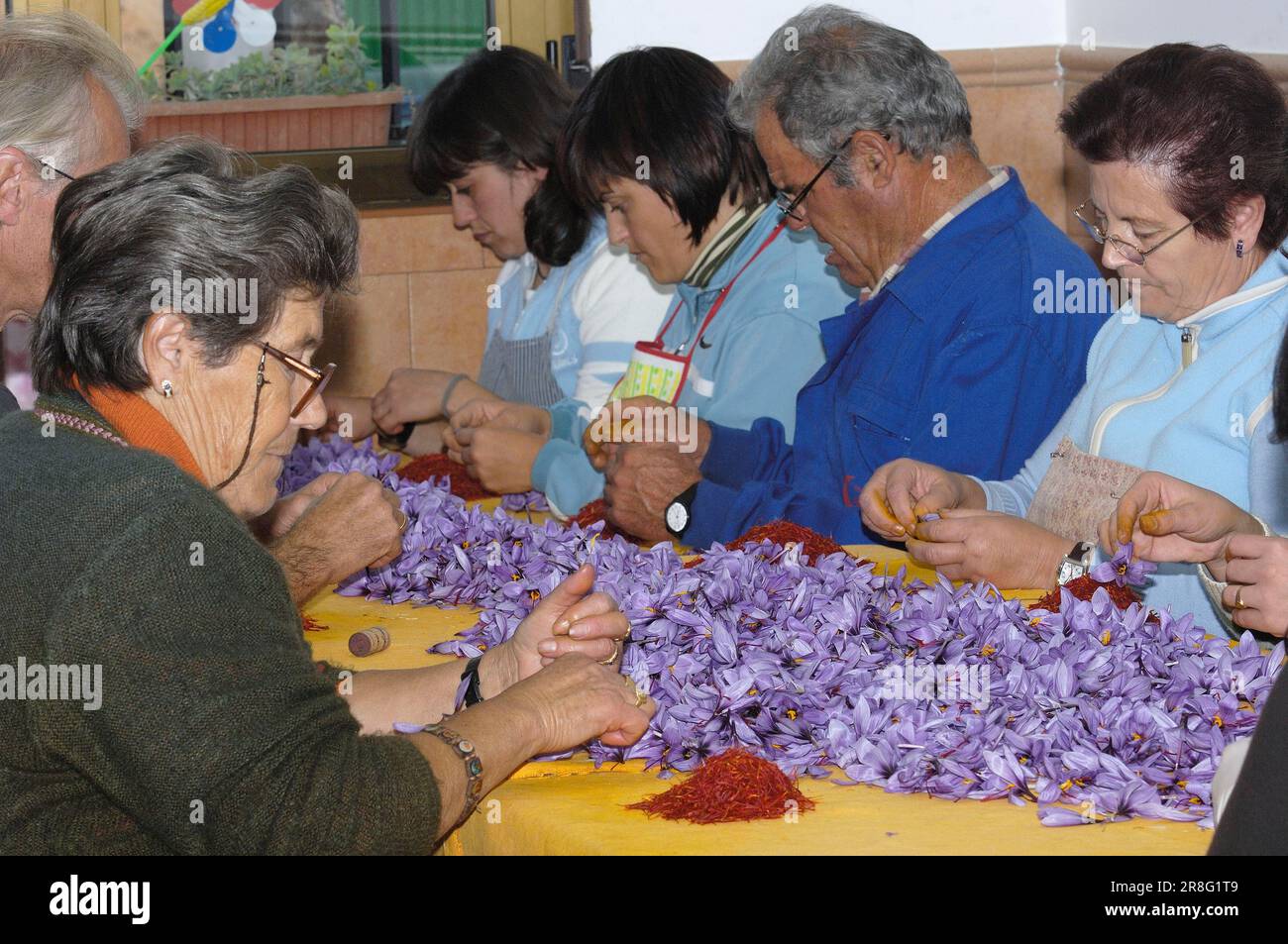 Tirer des fils de safran, vrai safran, Madridejos, province de Tolède, Castille-la Manche, Crocus de safran (Crocus sativus), filets de safran, Espagne Banque D'Images