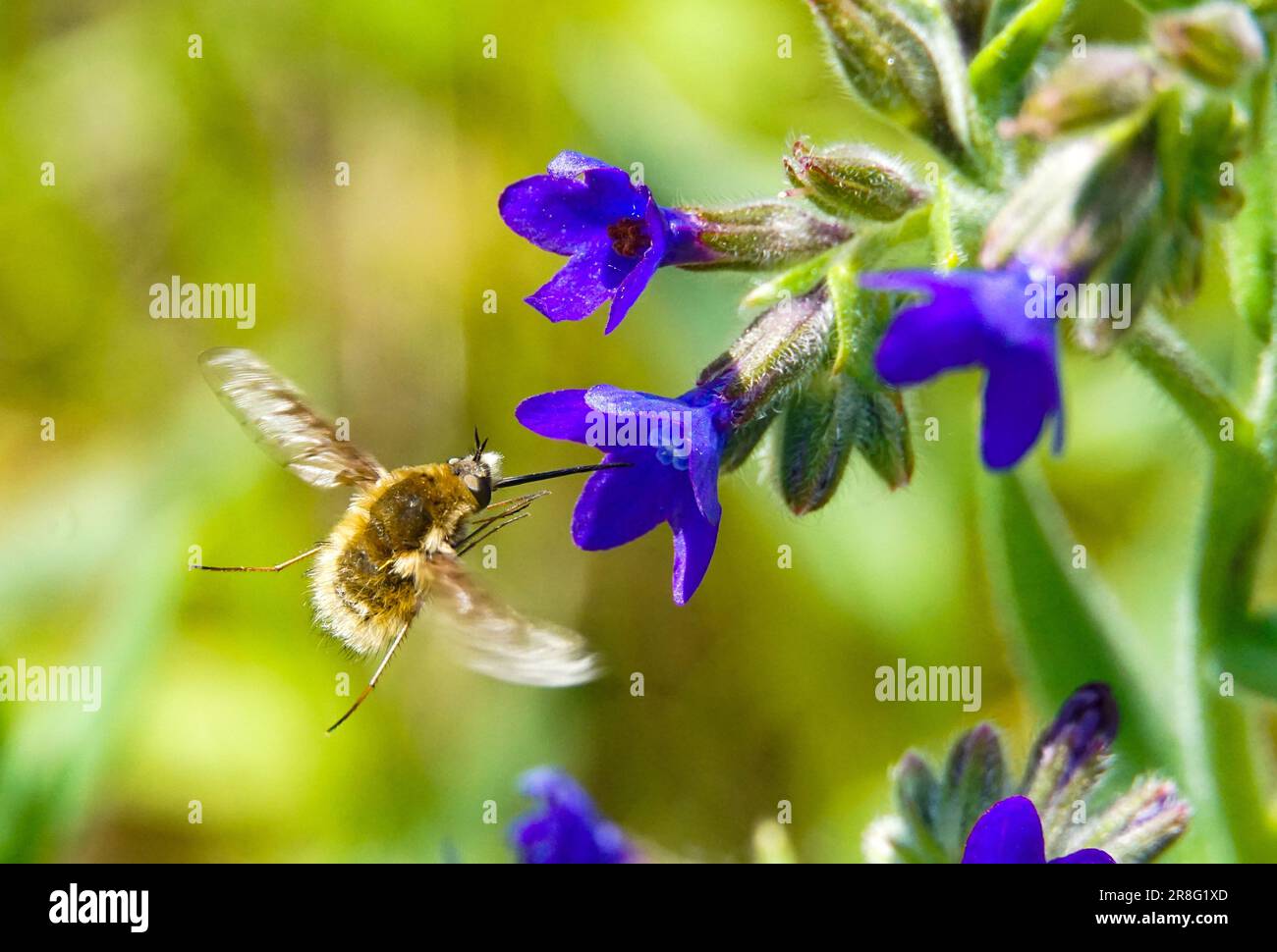 Une grande abeille vole sur une fleur de violette Banque D'Images