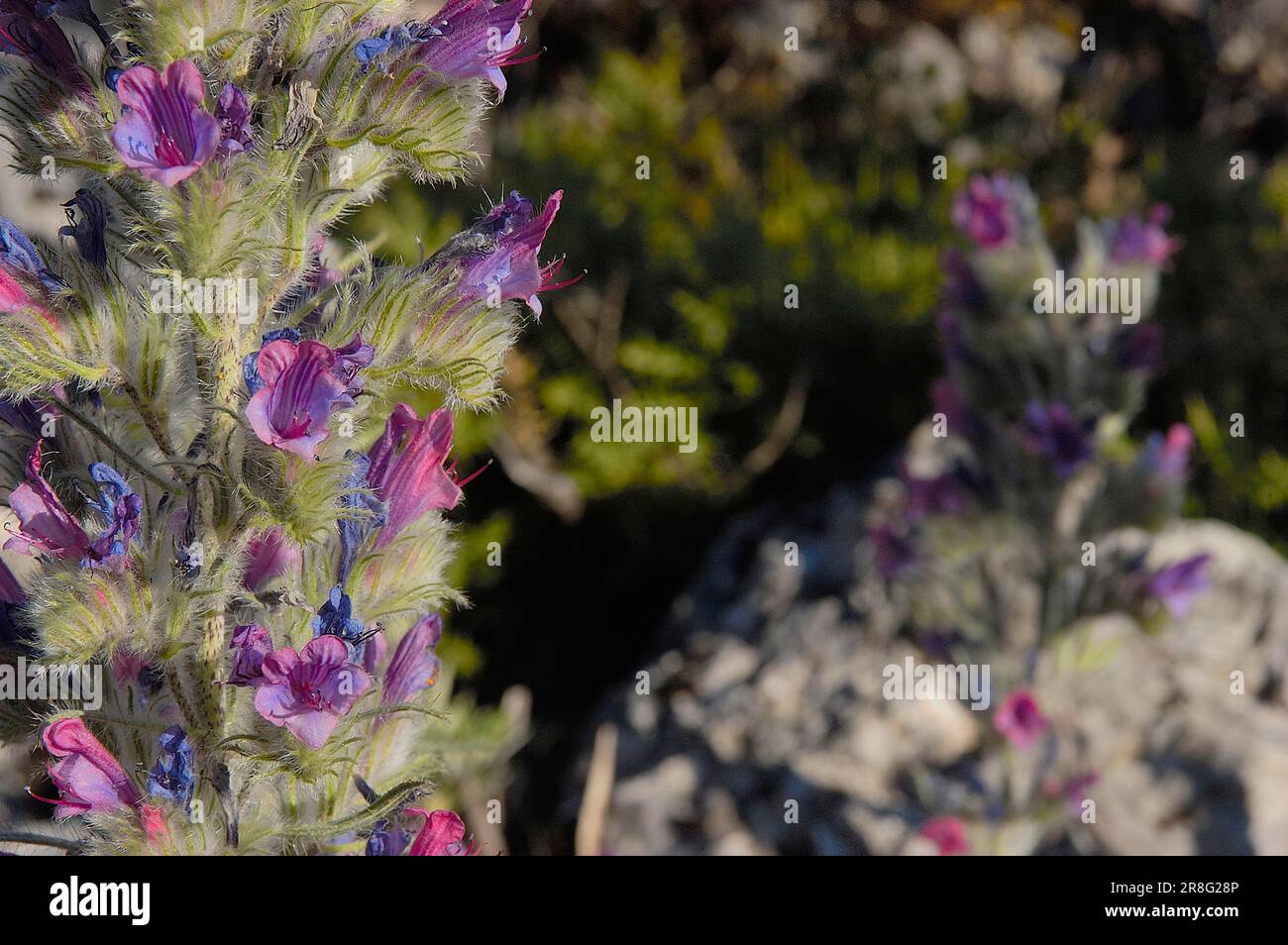 Bugloss, Parc naturel de la Sierra de las Nieves, Ronda, Malaga, Andalousie, Espagne (Echium albicans) Banque D'Images