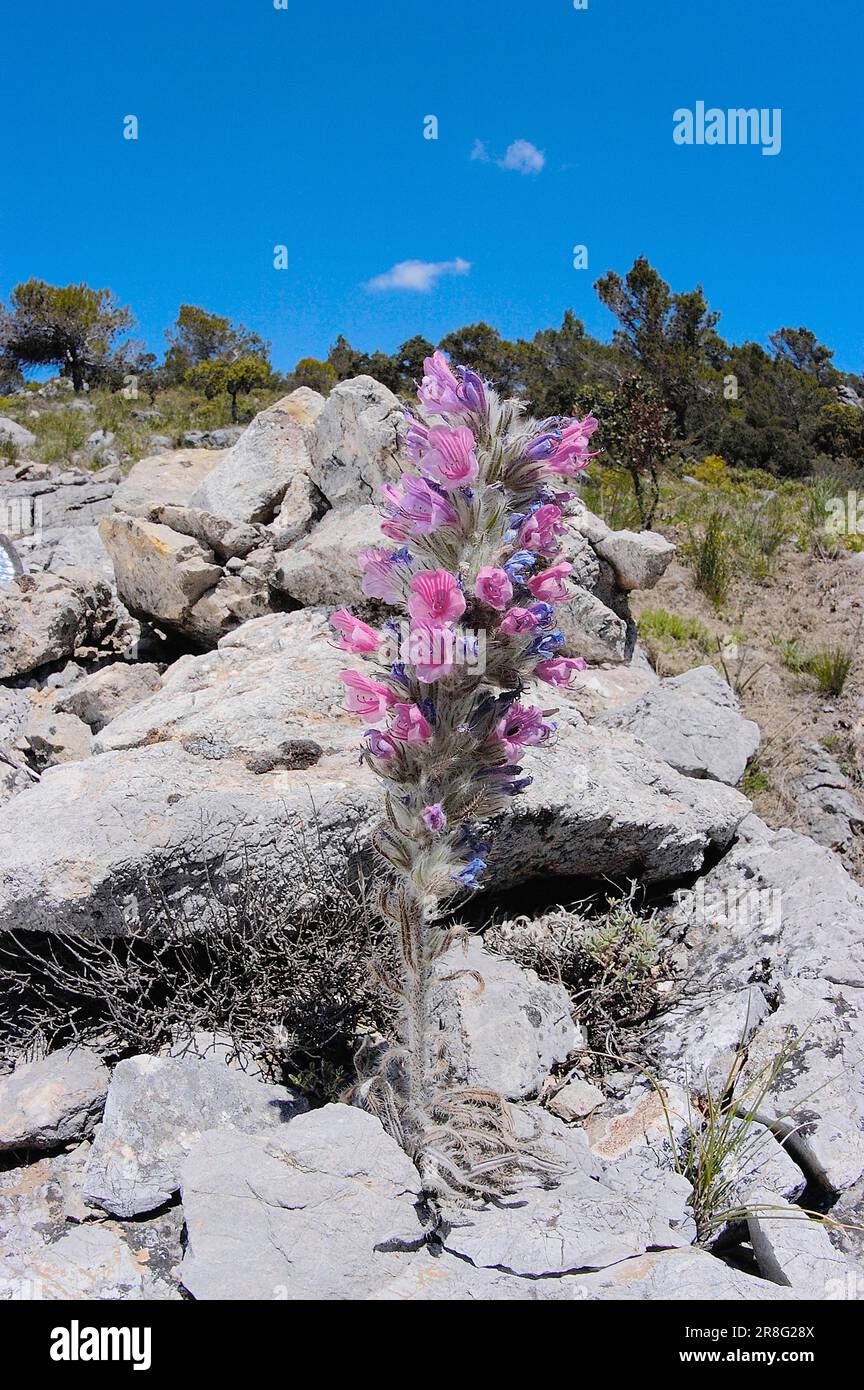 Bugloss, Parc naturel de la Sierra de las Nieves, Ronda, Malaga, Andalousie, Espagne (Echium albicans) Banque D'Images