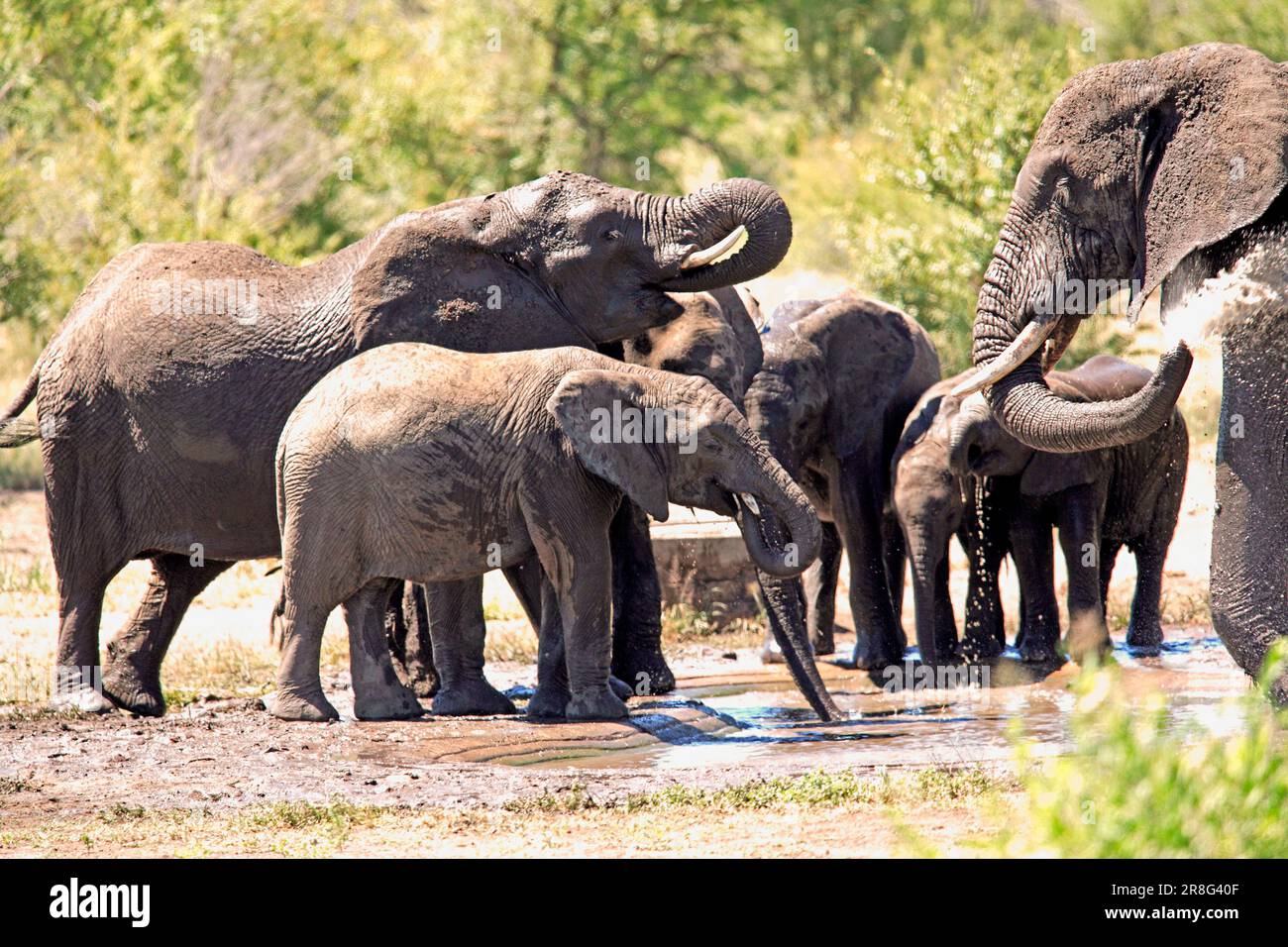 Éléphants d'Afrique (Loxodonta africana), parc national Kruger, Afrique du Sud Banque D'Images