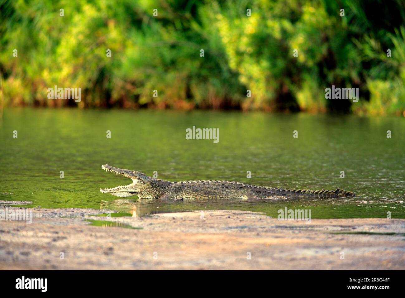 Crocodile nilotique, parc national Kruger, Afrique du Sud (Crocodylus niloticus) Banque D'Images