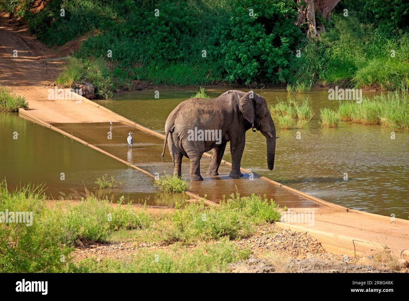 Éléphant d'Afrique (Loxodonta africana) sur le pont, rivière Shingwedzi, parc national Kruger, Afrique du Sud Banque D'Images