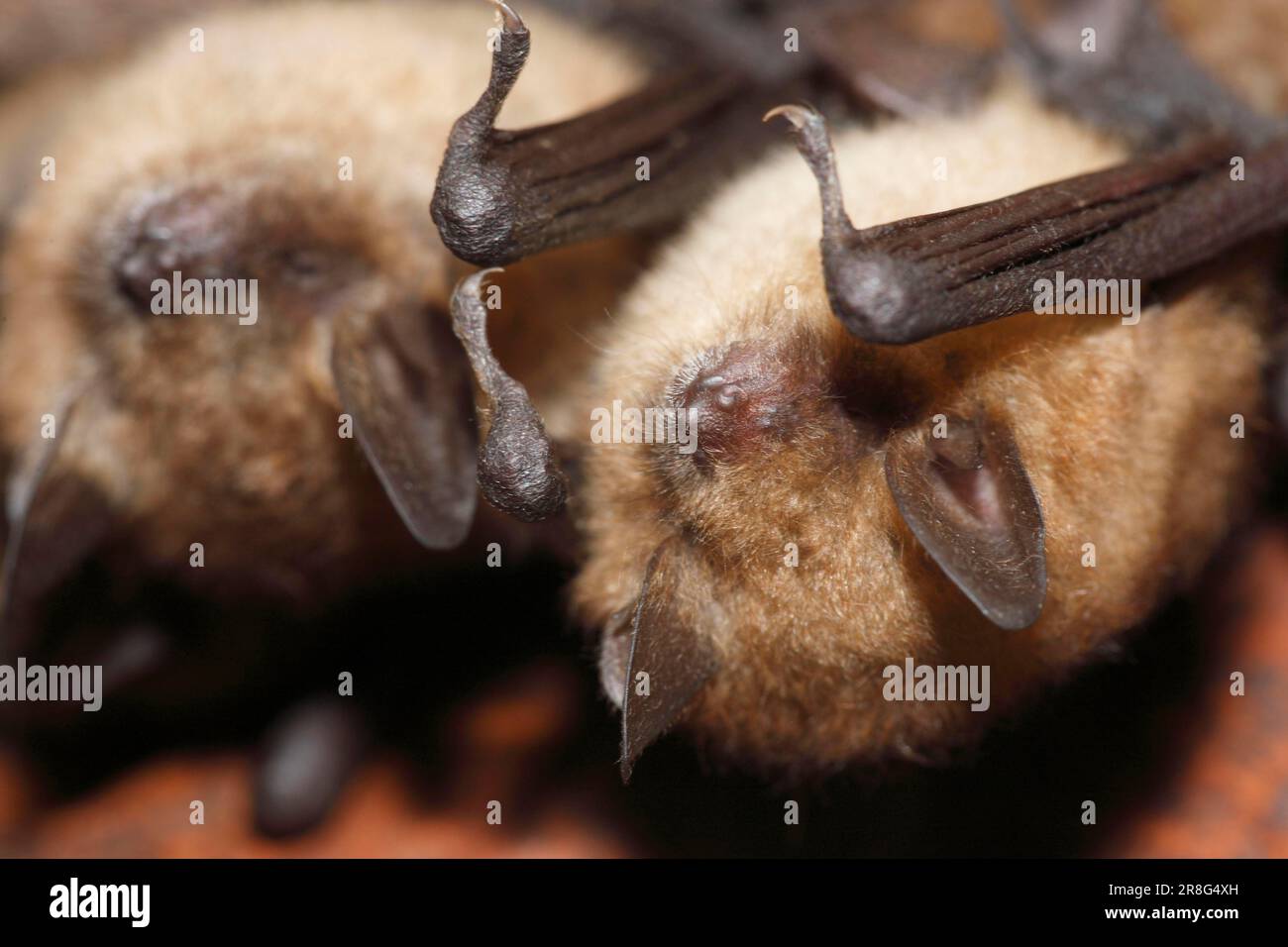 Bates de Geoffroy (Myotis emarginatus) à la roôte, Bade-Wurtemberg, Allemagne Banque D'Images