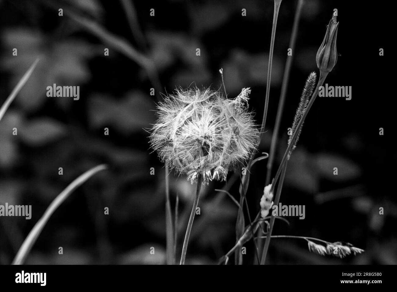 Photo noir et blanc à contraste élevé d'un pissenlit en fleur Banque D'Images