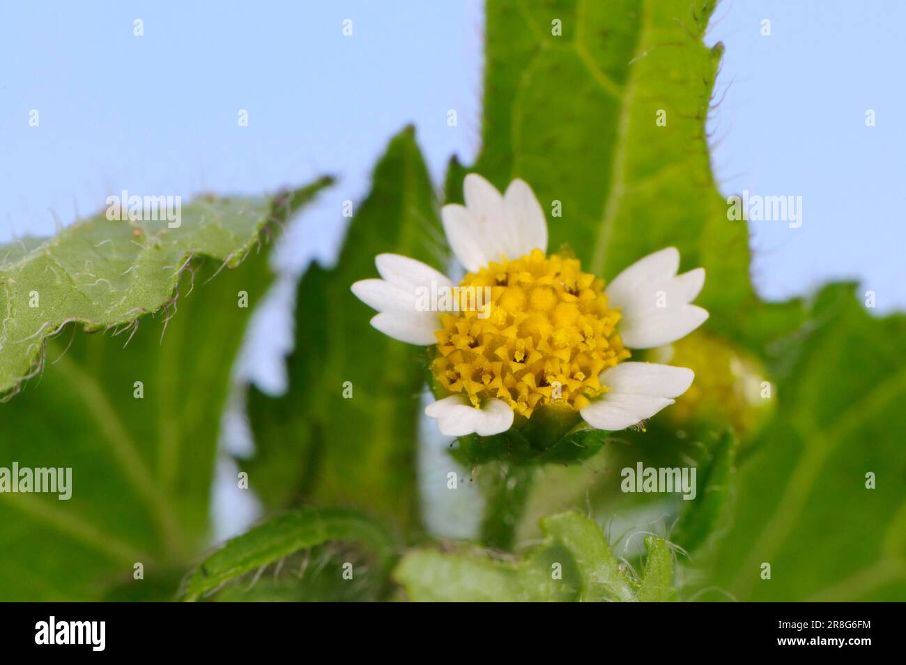Buttonmotte à petites fleurs, galinsoga commun, franciscus à petites fleurs (Galinsoga parviflora) Banque D'Images