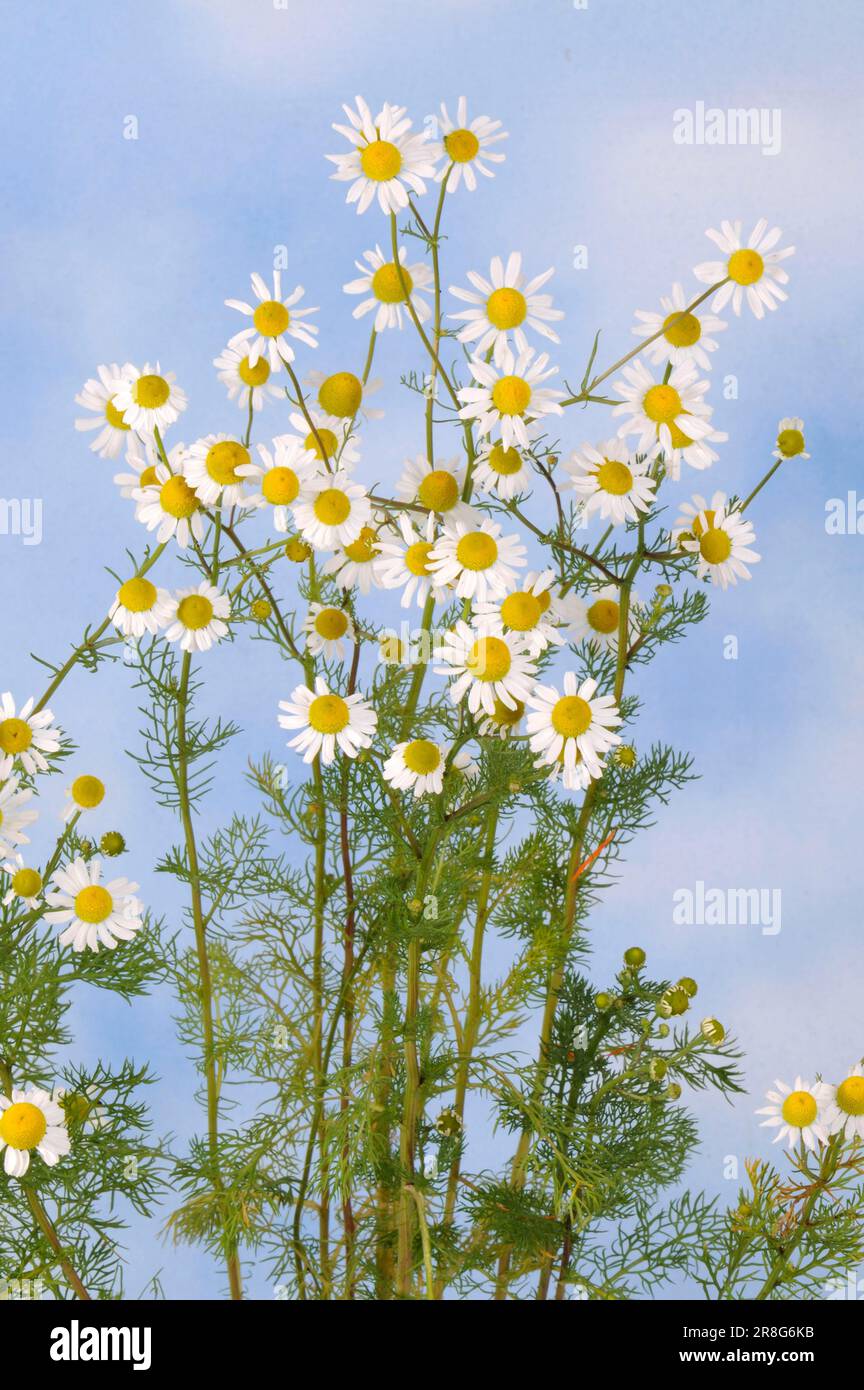 Mauvaise herbe parfumée (Matricaria chamomilla) (Matricaria recutita Photo  Stock - Alamy