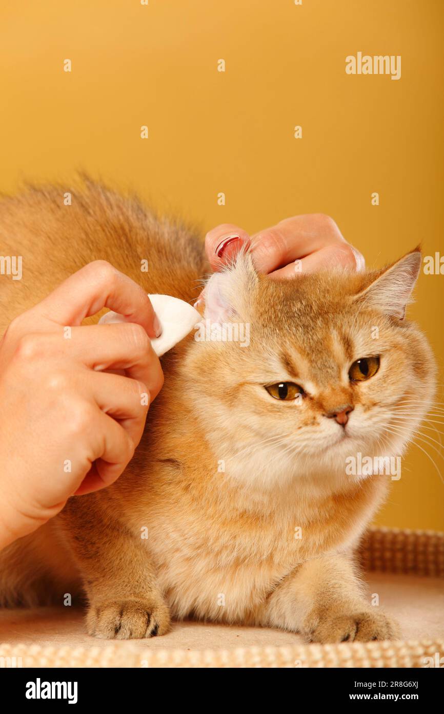 British Shorthair Cat, oreilles de nettoyage, oreille nettoyée, coton laine, tampon de coton Banque D'Images