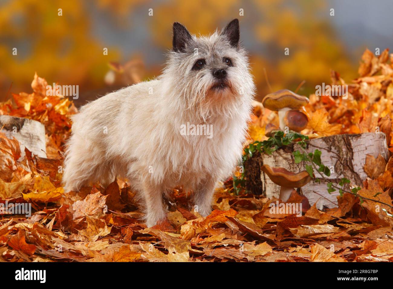 Cairn Terrier, 14 ans, feuillage d'automne Banque D'Images