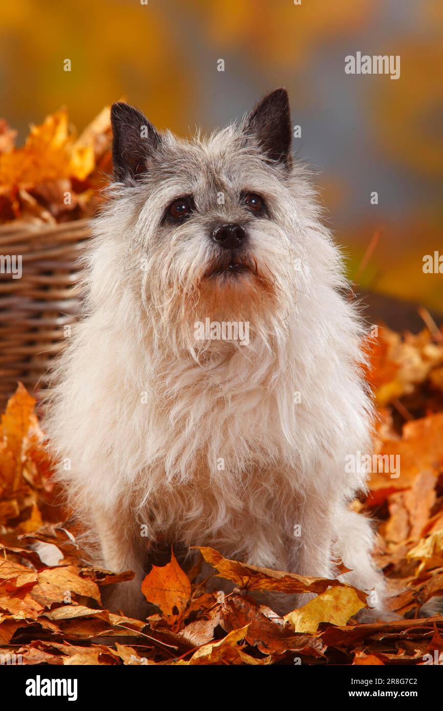 Cairn Terrier, 14 ans, feuillage d'automne Banque D'Images