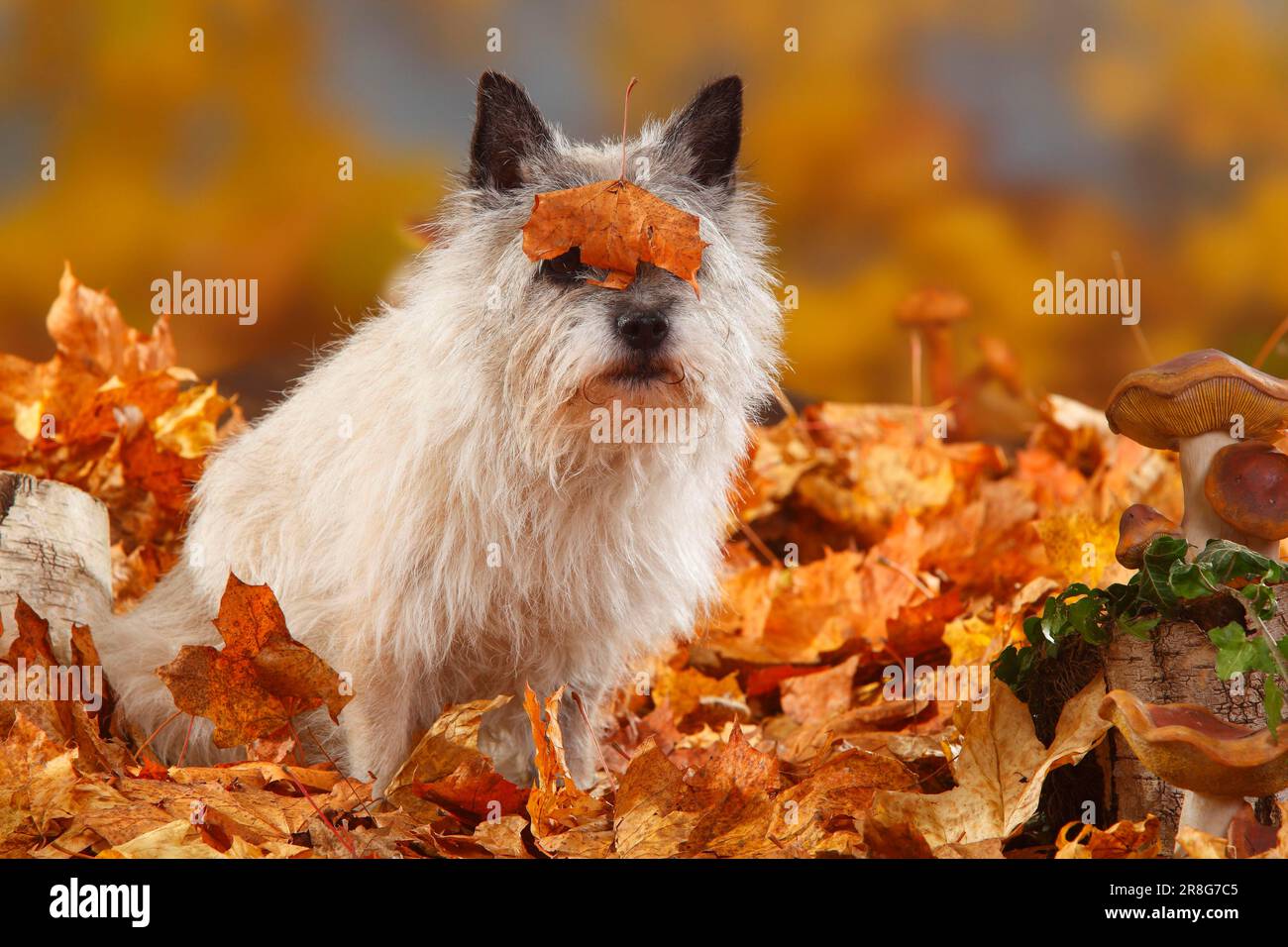 Cairn Terrier, 14 ans, feuillage d'automne Banque D'Images