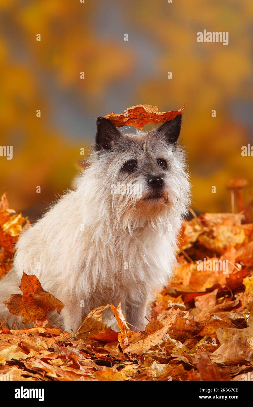 Cairn Terrier, 14 ans, feuillage d'automne Banque D'Images