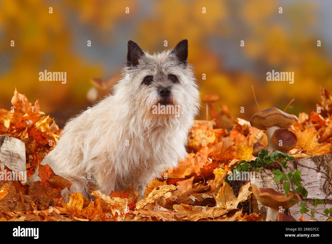Cairn Terrier, 14 ans, feuillage d'automne Banque D'Images