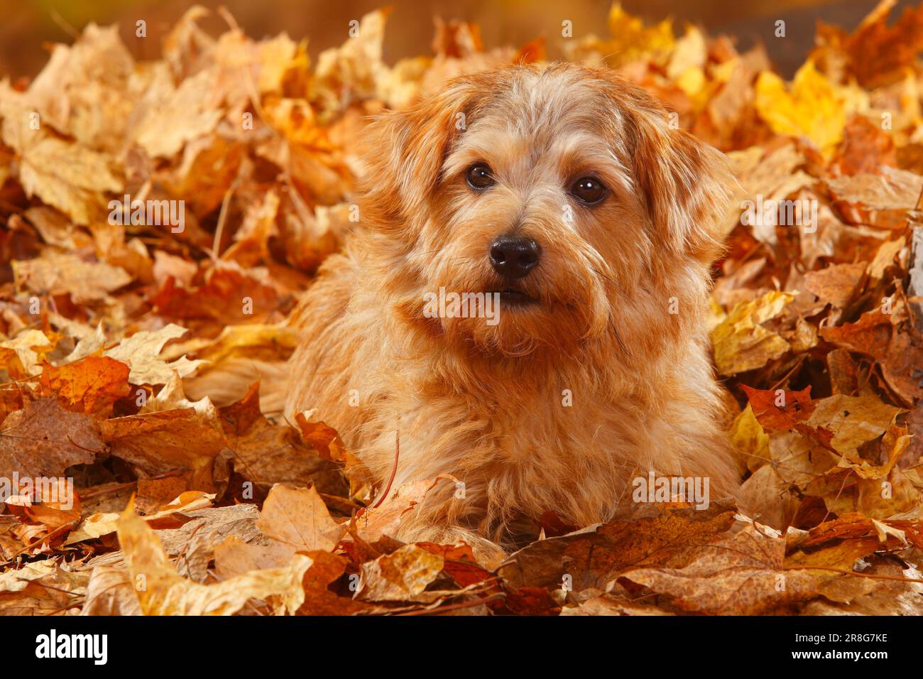 Norfolk Terrier, feuillage d'automne Banque D'Images