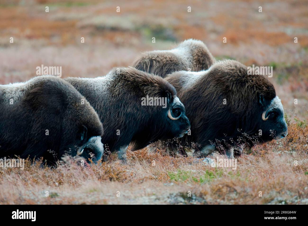 Bœuf musqué (Ovibos moschatus), automne, Parc national de Dovrefjell, Norvège Banque D'Images