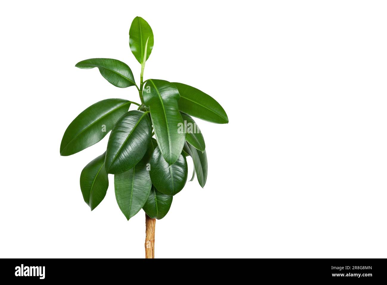 Ficus elastica, maison sur fond blanc Banque D'Images