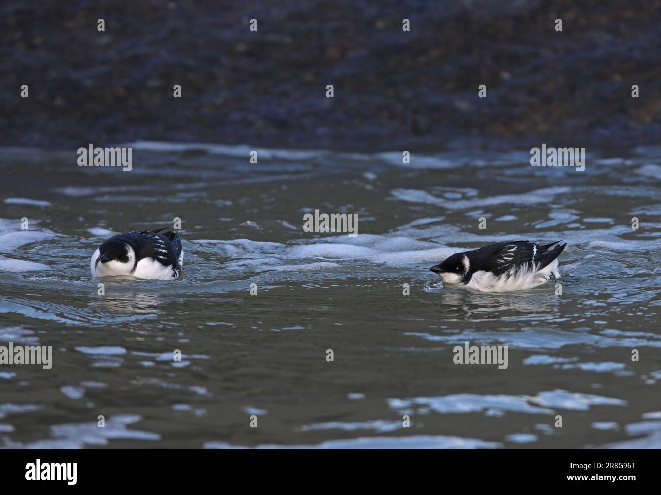 Little Auk (Alle Alle) deux adultes en mer Eccles-on-Sea, Norfolk, Royaume-Uni. Octobre Banque D'Images