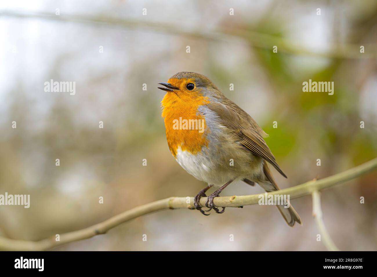 Gros plan d'un oiseau rouge-rouge sauvage britannique (Erithacus rubecula) isolé en plein air perché sur une petite branche chantant, bec ouvert. Copier l'espace à gauche de la photo. Banque D'Images