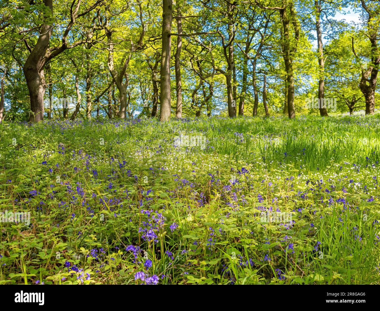 Chemin de bois de Newton à la garniture de roseberry. Yorkshire du Nord. UJK Banque D'Images