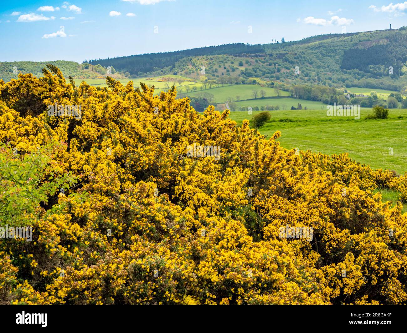 Fleurs jaunes de la Gorse commune au pied ou de la Roseberry Toppin avec la campagne du Yorkshire du Nord au loin. ROYAUME-UNI Banque D'Images