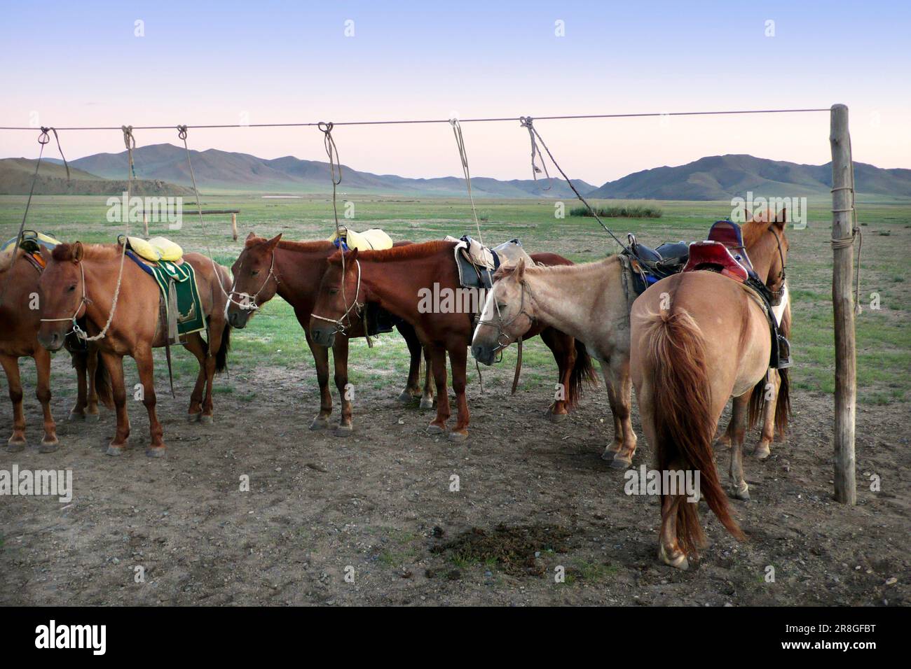 Les chevaux, Gun Galuut, Mongolie Banque D'Images