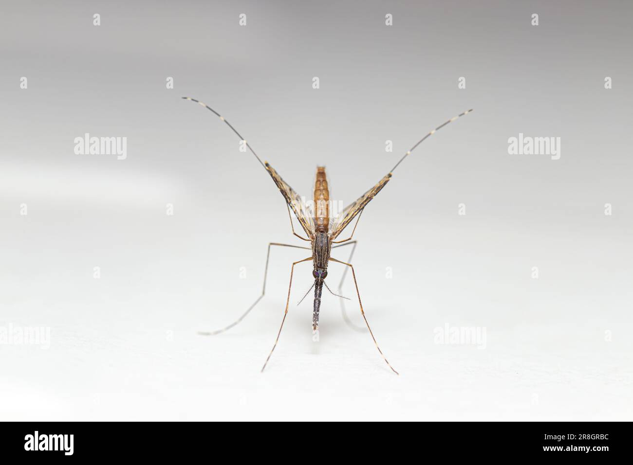Gros plan vue de dessus Anopheles spp Mosquito (vecteur de paludisme) de l'Asie du Sud-est Banque D'Images