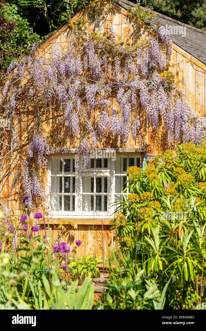 Close up of purple fleurs de glycine dans jardin Banque D'Images