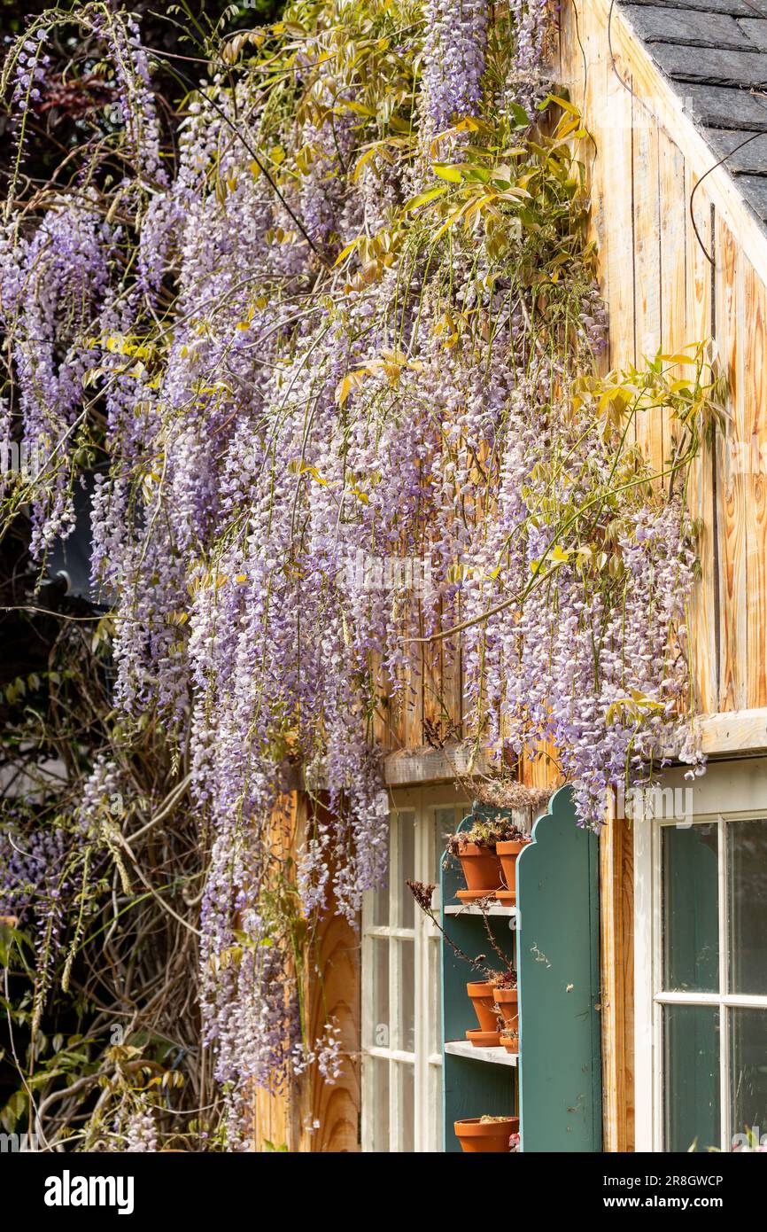 Close up of purple fleurs de glycine dans jardin Banque D'Images