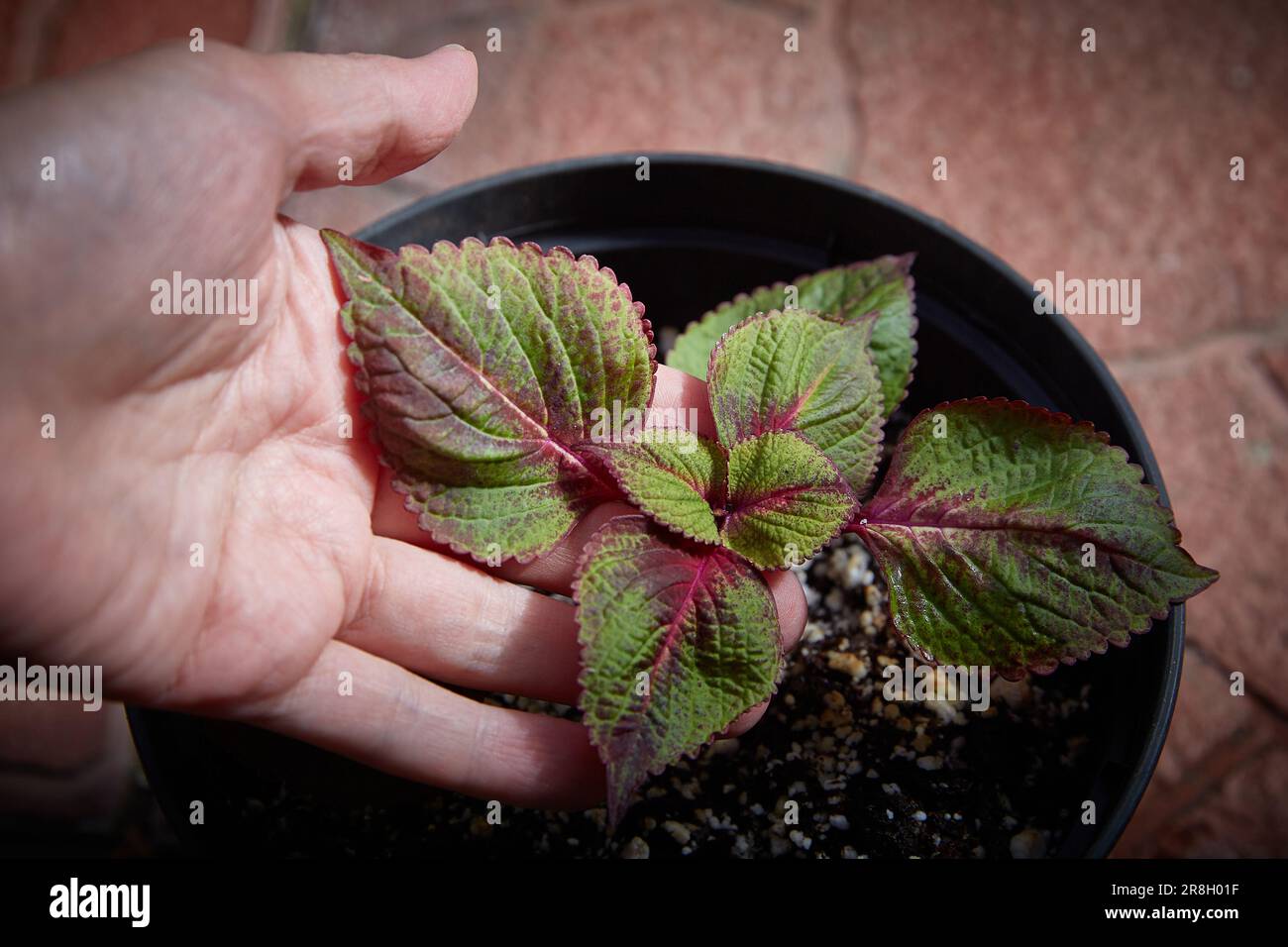 Coleus Blumei Plectranthus scutellarioides. Nom de la variété de plantes Perilla Mogilla. Coleus laisse à la main en gros plan. Banque D'Images