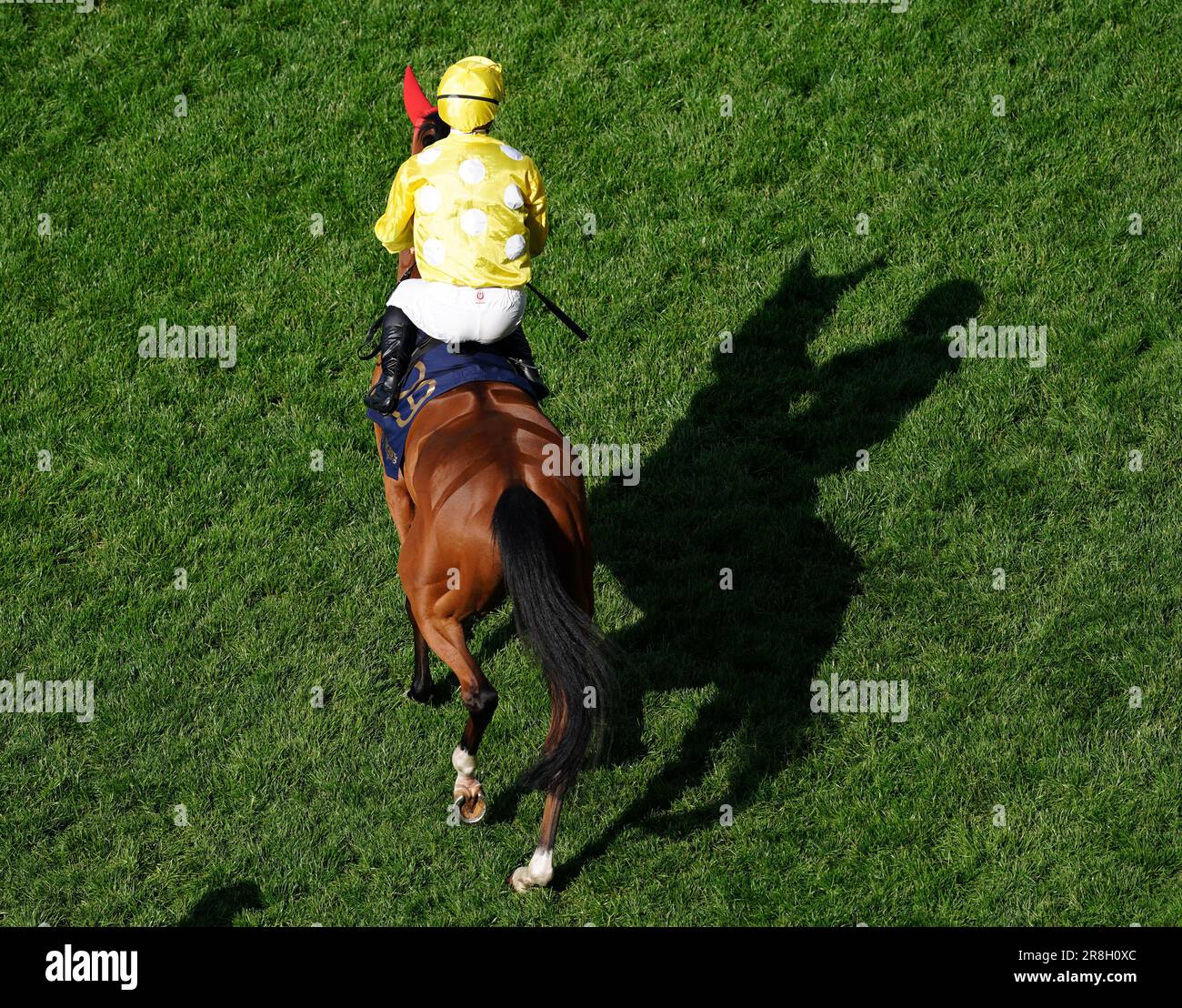 Koy Koy et James McDonald avant la coupe Royale de chasse pendant le deuxième jour de Royal Ascot à l'hippodrome d'Ascot, Berkshire. Date de la photo: Mercredi 21 juin 2023. Banque D'Images