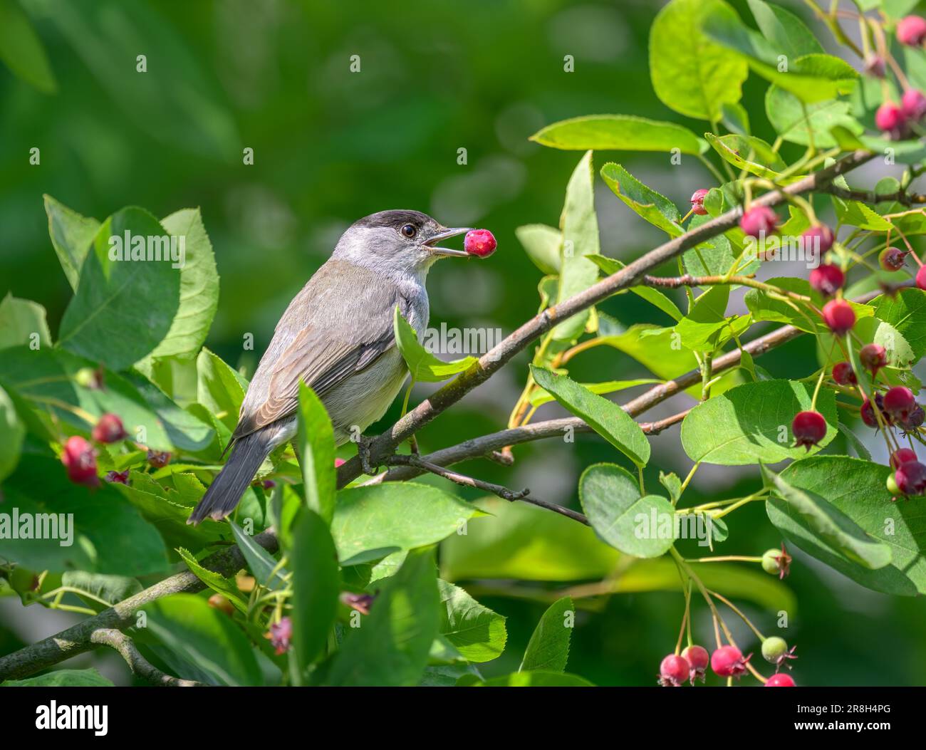 Une calotte eurasienne, Sylvia atricapilla, mâle adulte mangeant une baie rouge d'un buisson, Amelanchier, une plante d'attraction d'oiseaux, Allemagne Banque D'Images