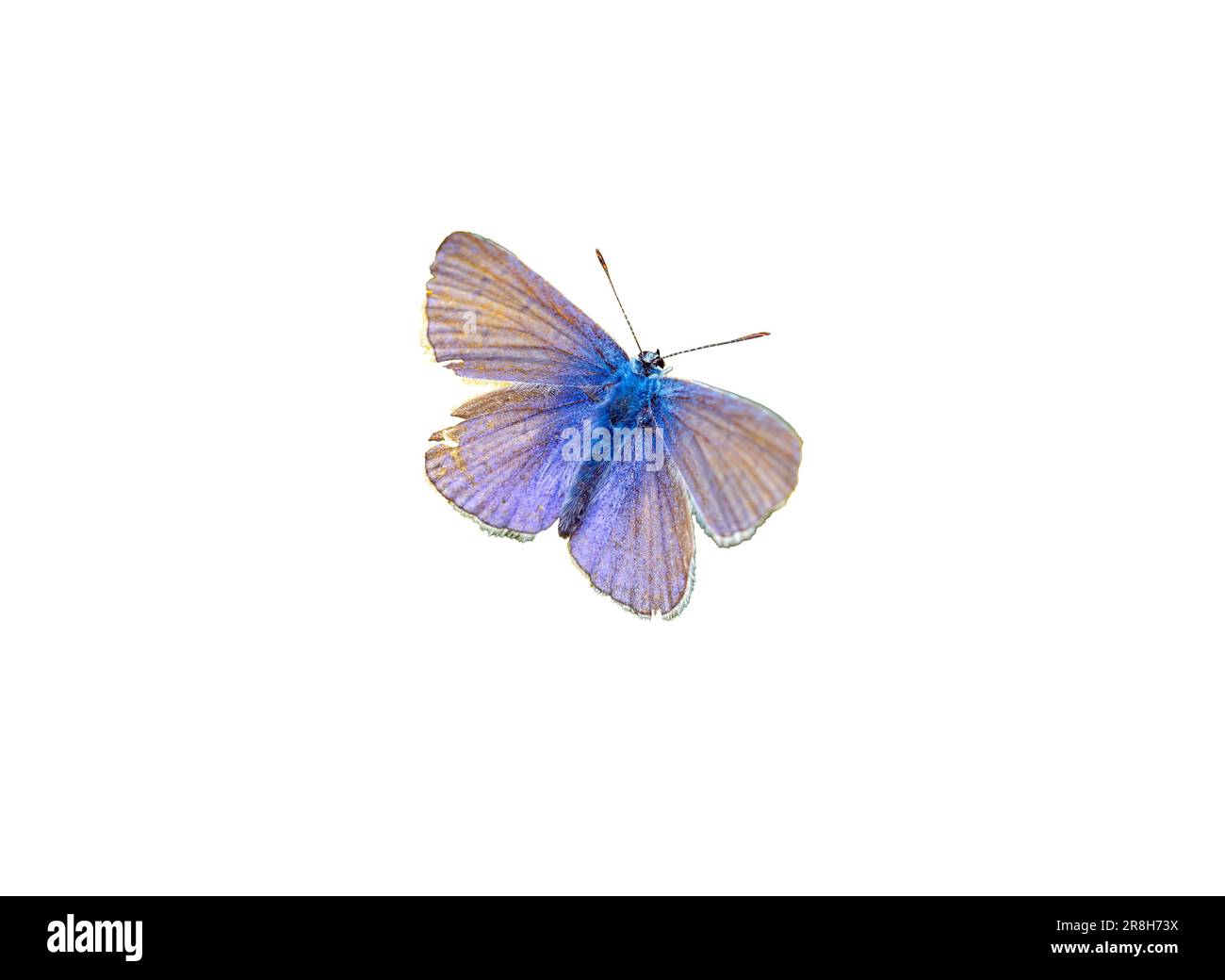 lycaenidae papillon isolé sur blanc Banque D'Images
