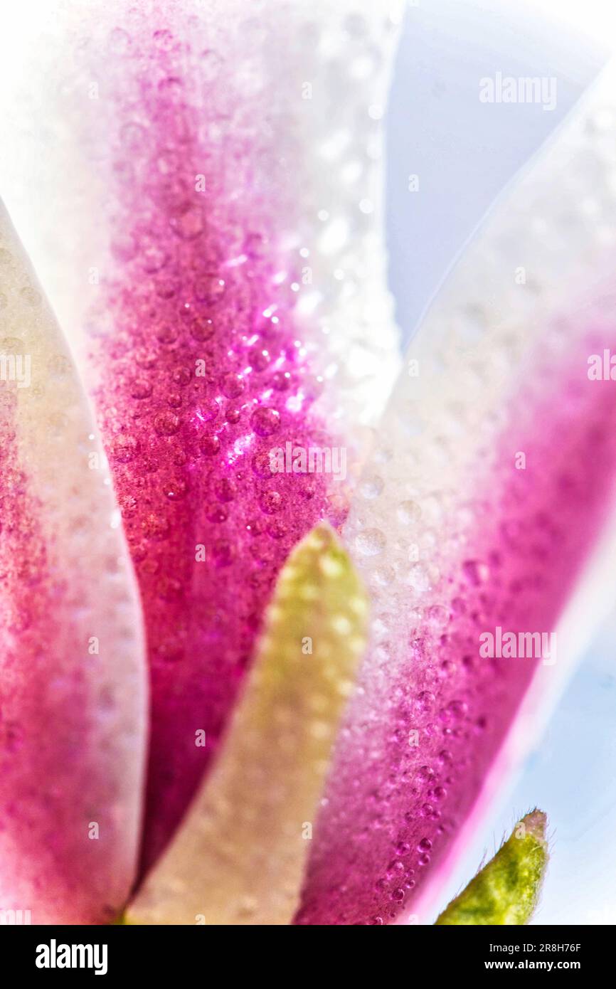 Un gros plan vibrant d'une seule fleur avec des gouttelettes d'eau étincelantes ornant ses pétales Banque D'Images