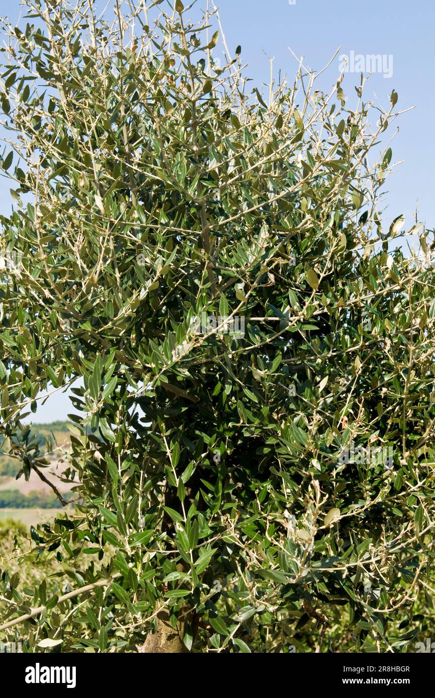Parc naturel de Conero. Marche. Italie Banque D'Images