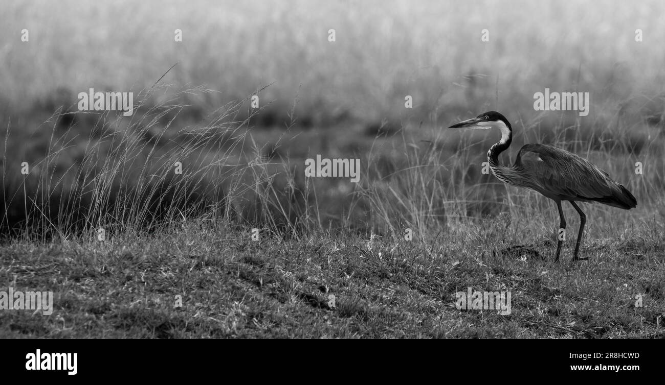 Chasse au héron à tête noire (Ardea melanocephala). Banque D'Images