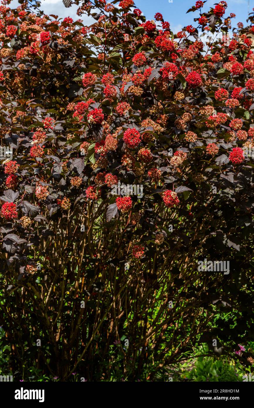 Physocarpus Opulifolius 'Diabolo' (Nineaboik) en été. Les fleurs blanches crémeuses se sont transformées en têtes de semis rouges. Banque D'Images