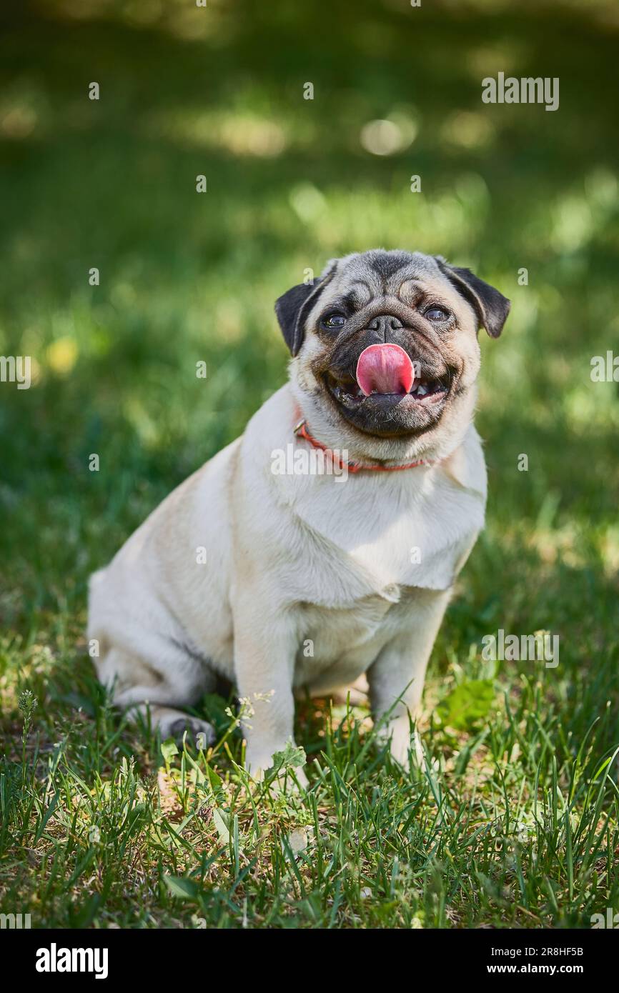 Chien mignon assis sur fond d'herbe verte. Banque D'Images