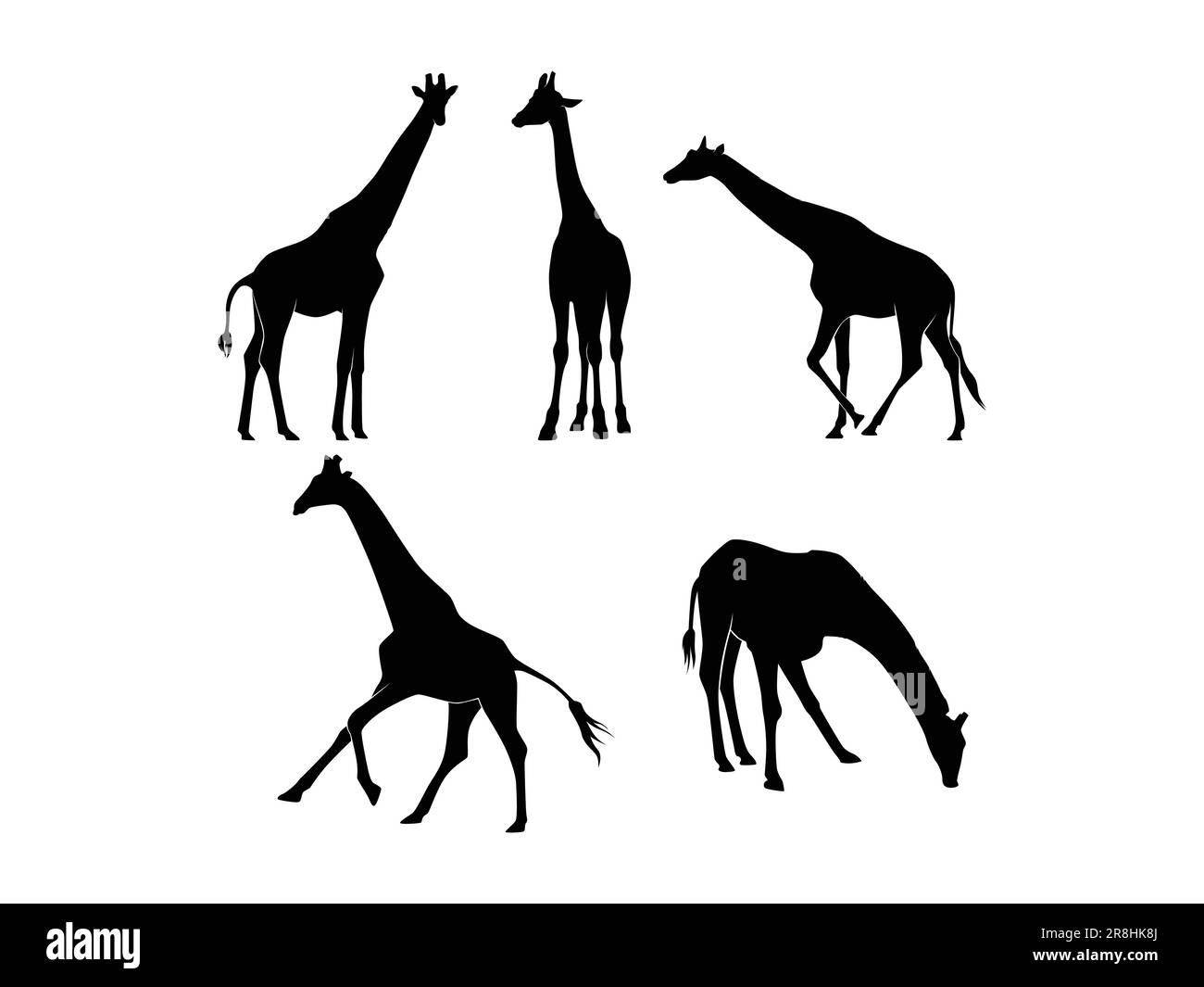 Ensemble de girafes Silhouette isolé sur fond blanc - Illustration vectorielle Illustration de Vecteur