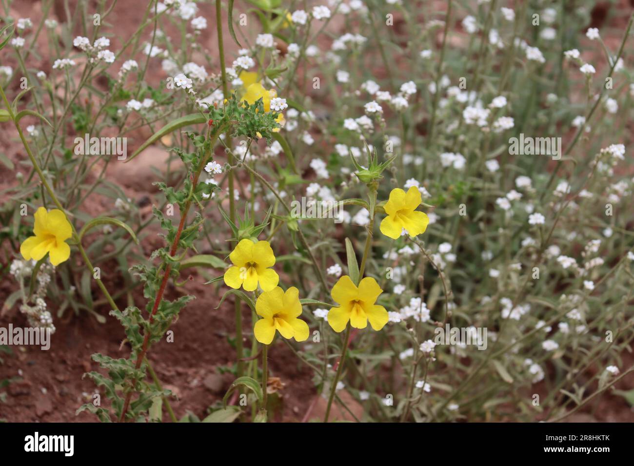 Monkeyflower jaune à gorge large, Diplacus brevipes, une plante indigène annuelle avec inflorescences de racéme au printemps dans les montagnes de Santa Monica. Banque D'Images