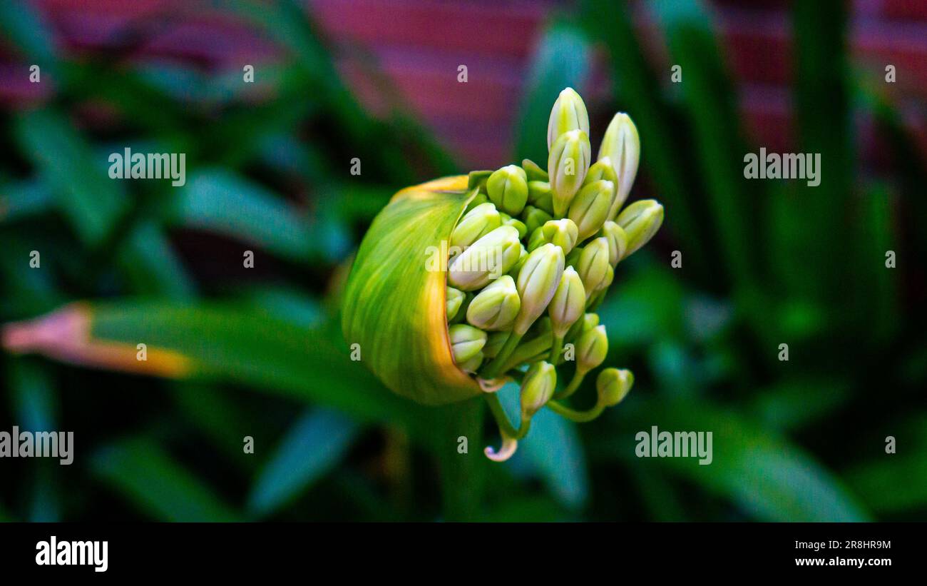 Nénuphars du Nil, Agapanthus praecox Banque D'Images