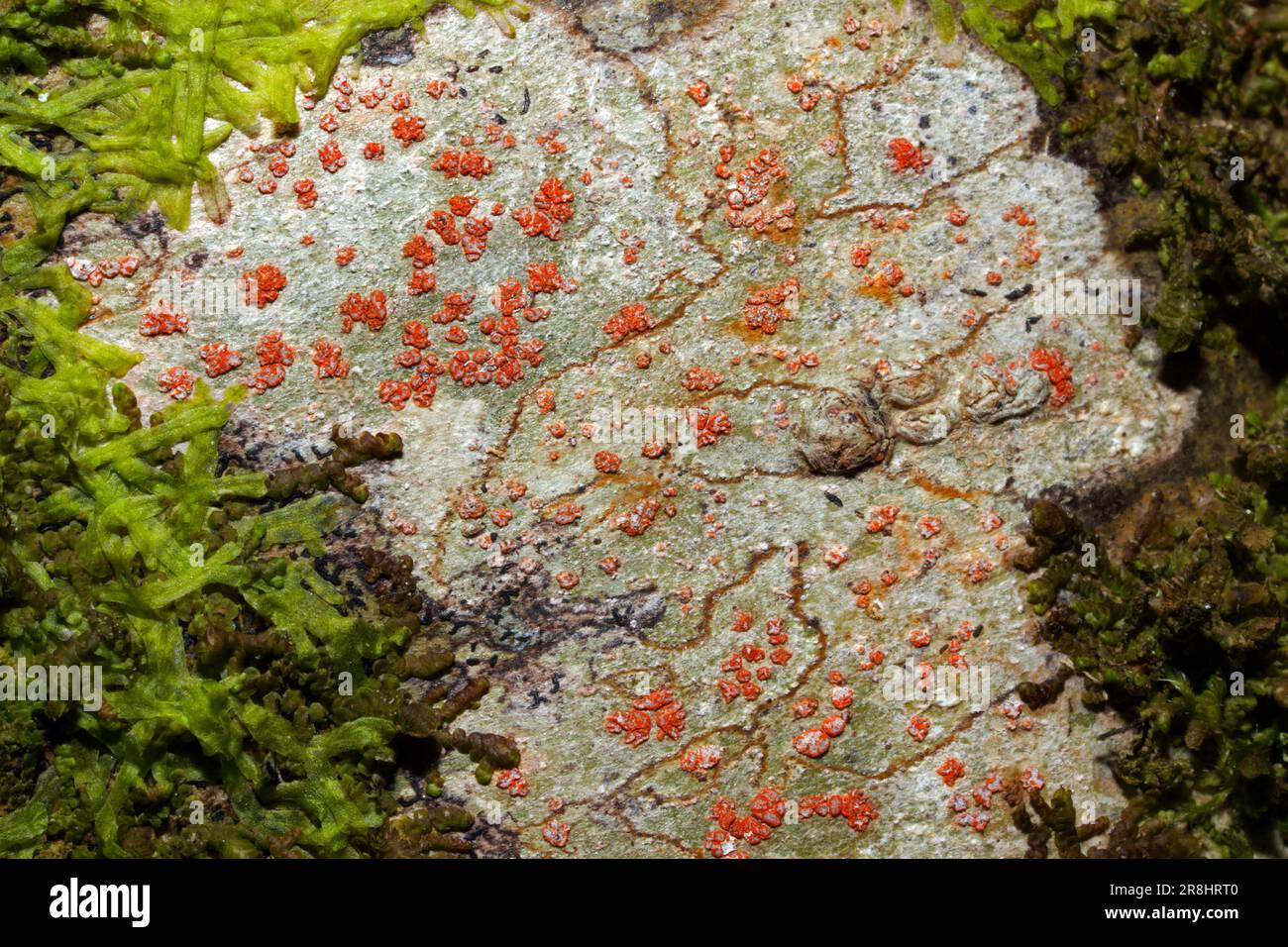Coniocarpon cinnabarinum est un lichen croûteux que l'on trouve sur des arbres barbelés ombragés et lisses. Il a une distribution mondiale. Banque D'Images