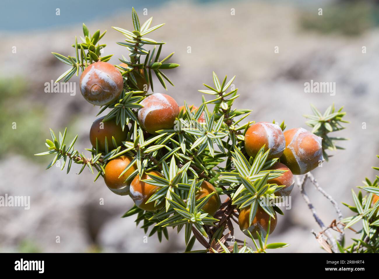 Cônes de graines ressemblant à des baies et feuilles ressemblant à des aiguilles de genévrier de Cade Banque D'Images