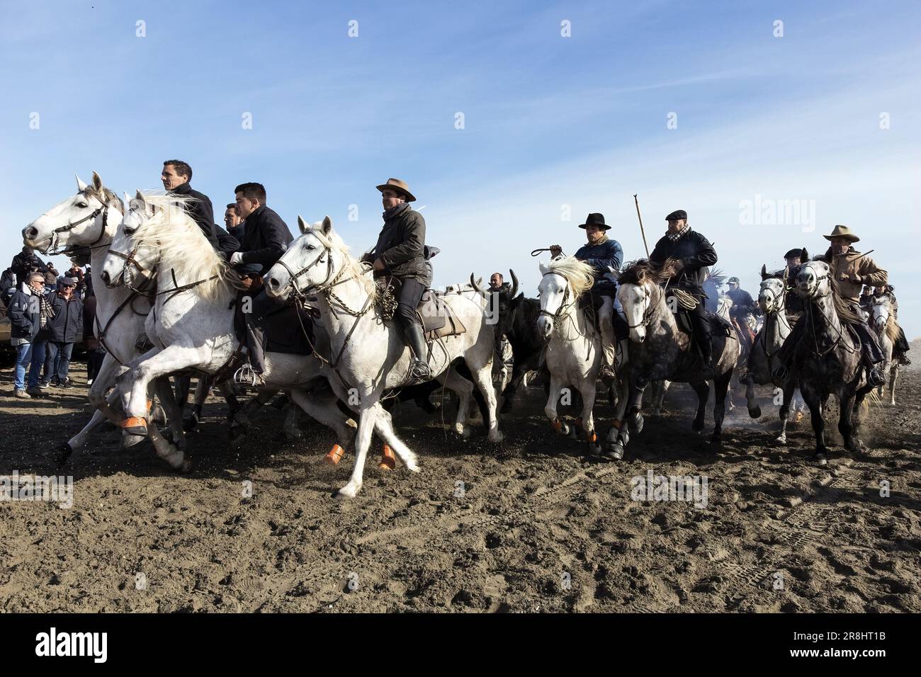 Abrivado, reconstitution historique en Camargue. Saint Marie de la mer , France, Europe Banque D'Images